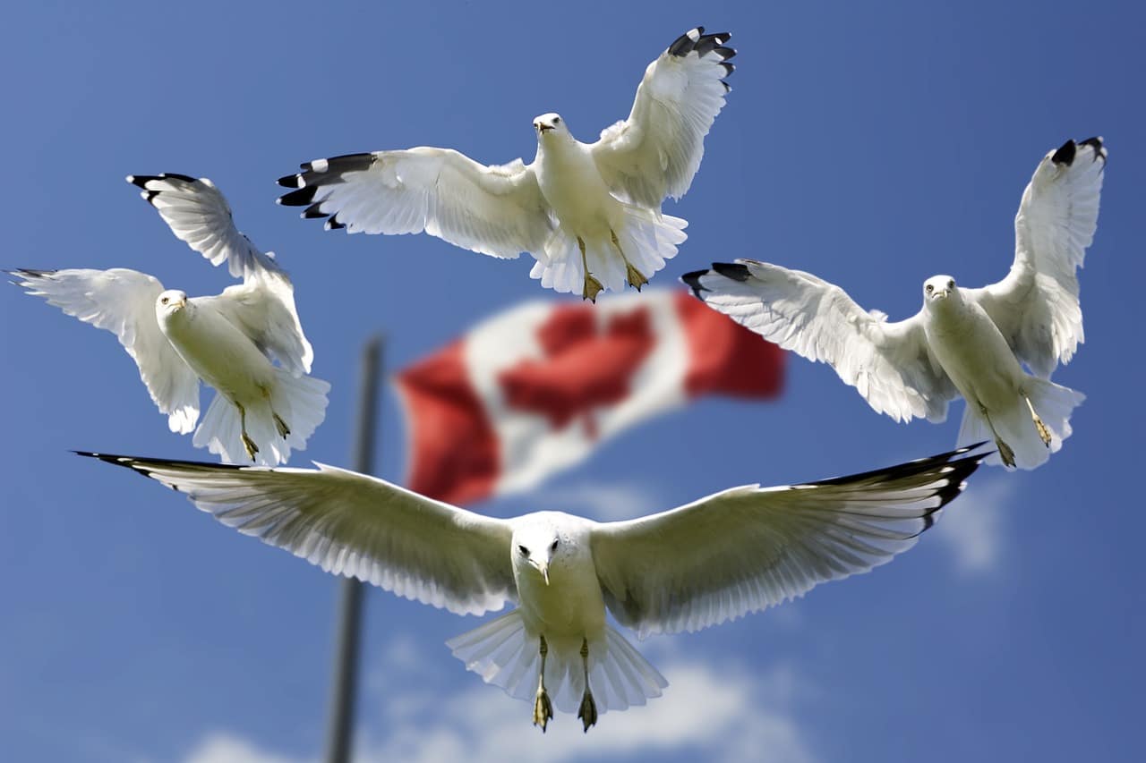 أفضل مدن كندا | 5 مدن كندية للعائلات و طرق الهجرة العائلية