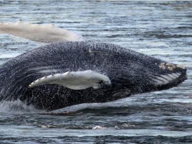 موت الحوت الأحدب الضال في مونتريال