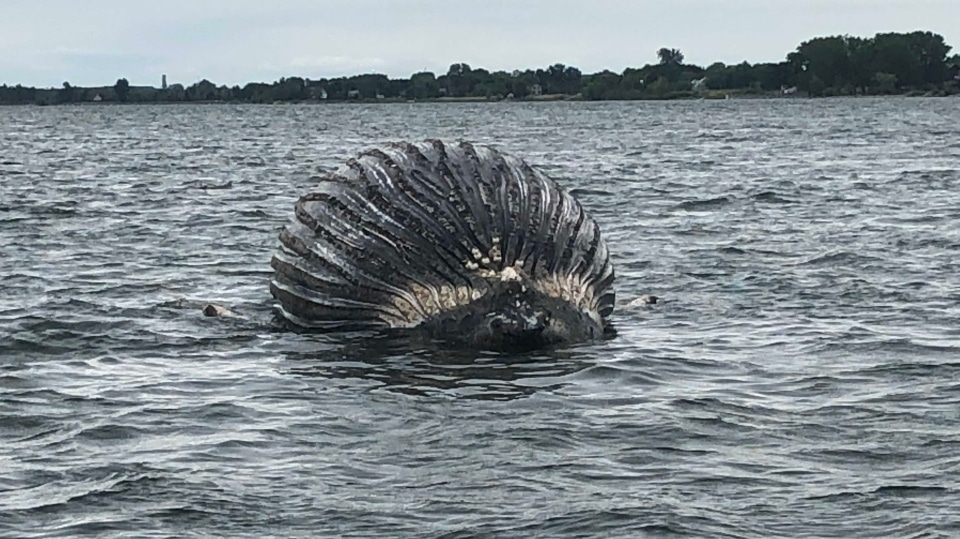 موت الحوت الأحدب الضال في مونتريال
