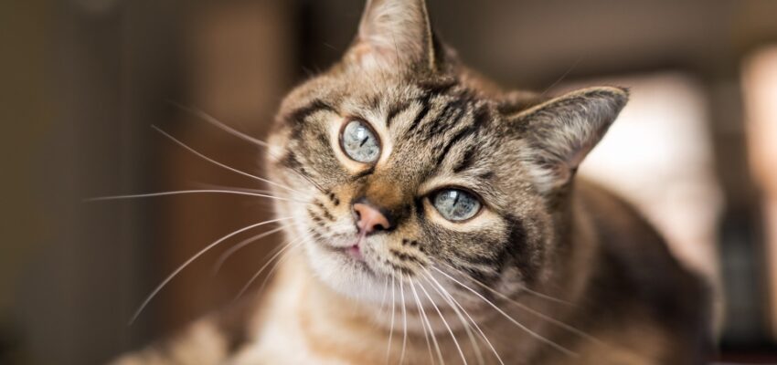 دراسة كندية | الدواء المستخدم فى علاج فيروس كورونا فى القطط قد يكون فعالا للإنسان أيضا