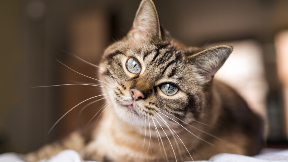 دراسة كندية الدواء المستخدم فى علاج فيروس كورونا فى القطط قد يكون فعالا للإنسان أيضا