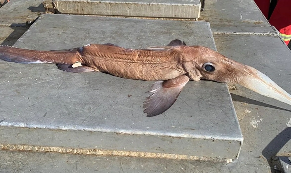 مخلوق غريب فى كندا عثر عليه صائد سمك