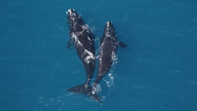 مؤسسة خيرية تحذر من خطر إنقراض الحيتان