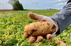 جزيرة الأمير إدوارد تخسر تاج وصدارة إنتاج البطاطس فى كندا