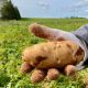 جزيرة الأمير إدوارد تخسر تاج وصدارة إنتاج البطاطس فى كندا