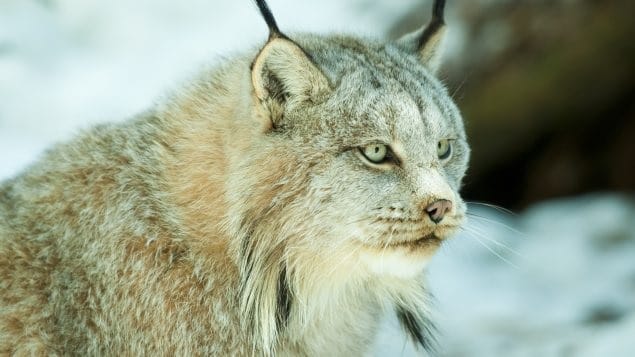 منطقة محمية فى كيبيك لتحسين حركة الأنواع