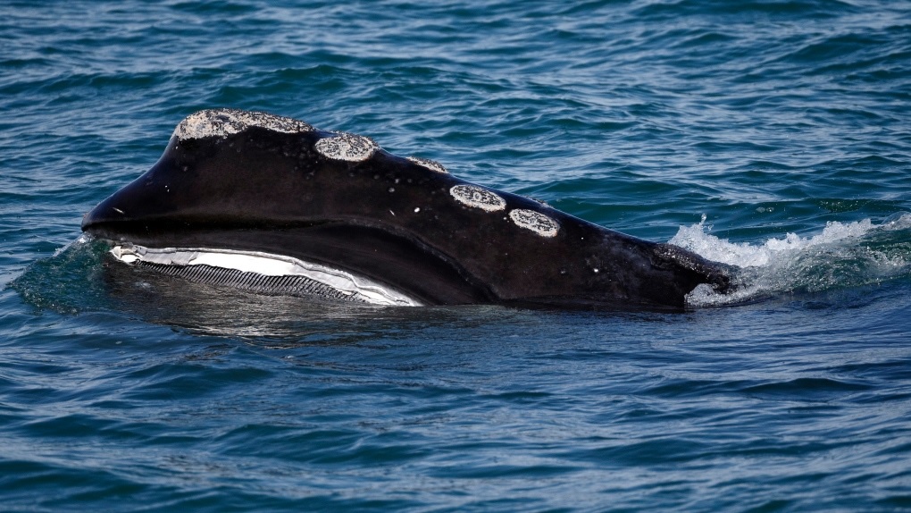 يمكن للبيانات من الفضاء أن تساعد فى حماية أنواع الحيتان المهددة بالانقراض