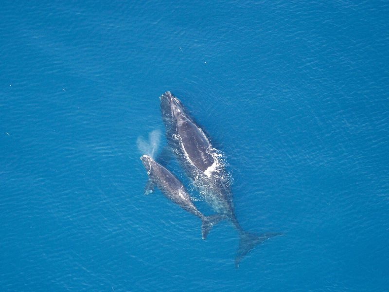 يمكن للبيانات من الفضاء أن تساعد فى حماية أنواع الحيتان المهددة بالانقراض