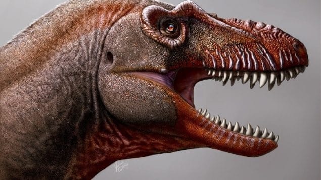 عملة كندية فضية جديدة تعرض ديناصور مخيف اكتشف فى كندا